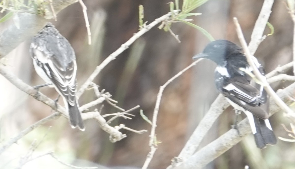 Kara Başlı Bülbül - ML646728394