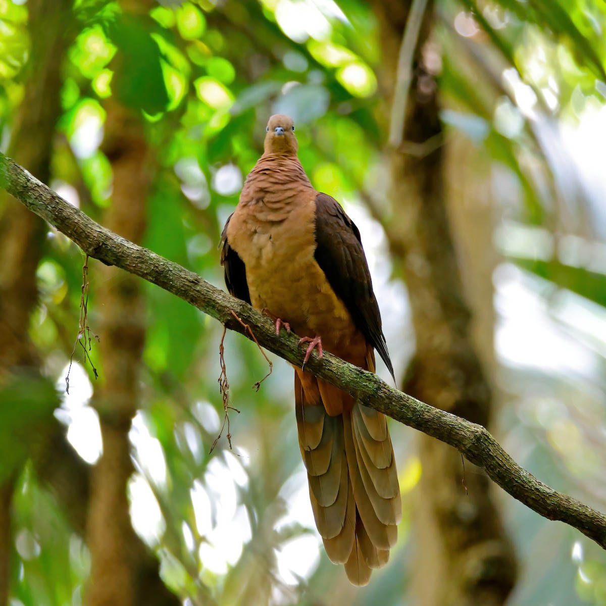 holub bažantí - ML646728395