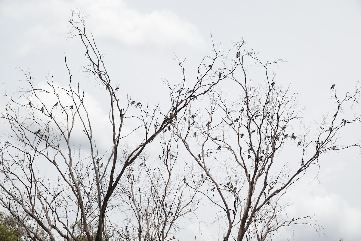 Tree Martin - ML646728396