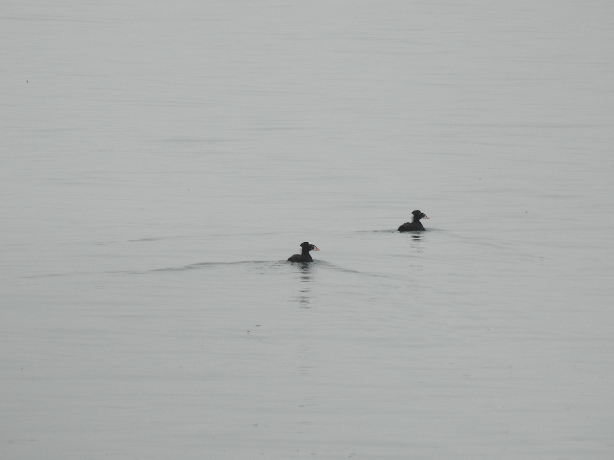 Пестроносый турпан - ML646728399