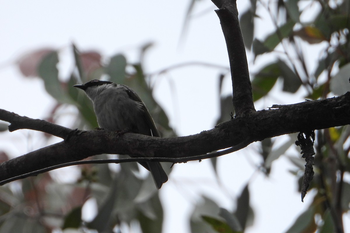 Méliphage à lunule - ML646728400