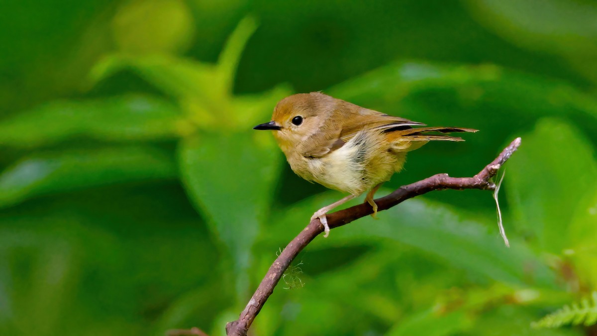 Large-billed Scrubwren - ML646728401