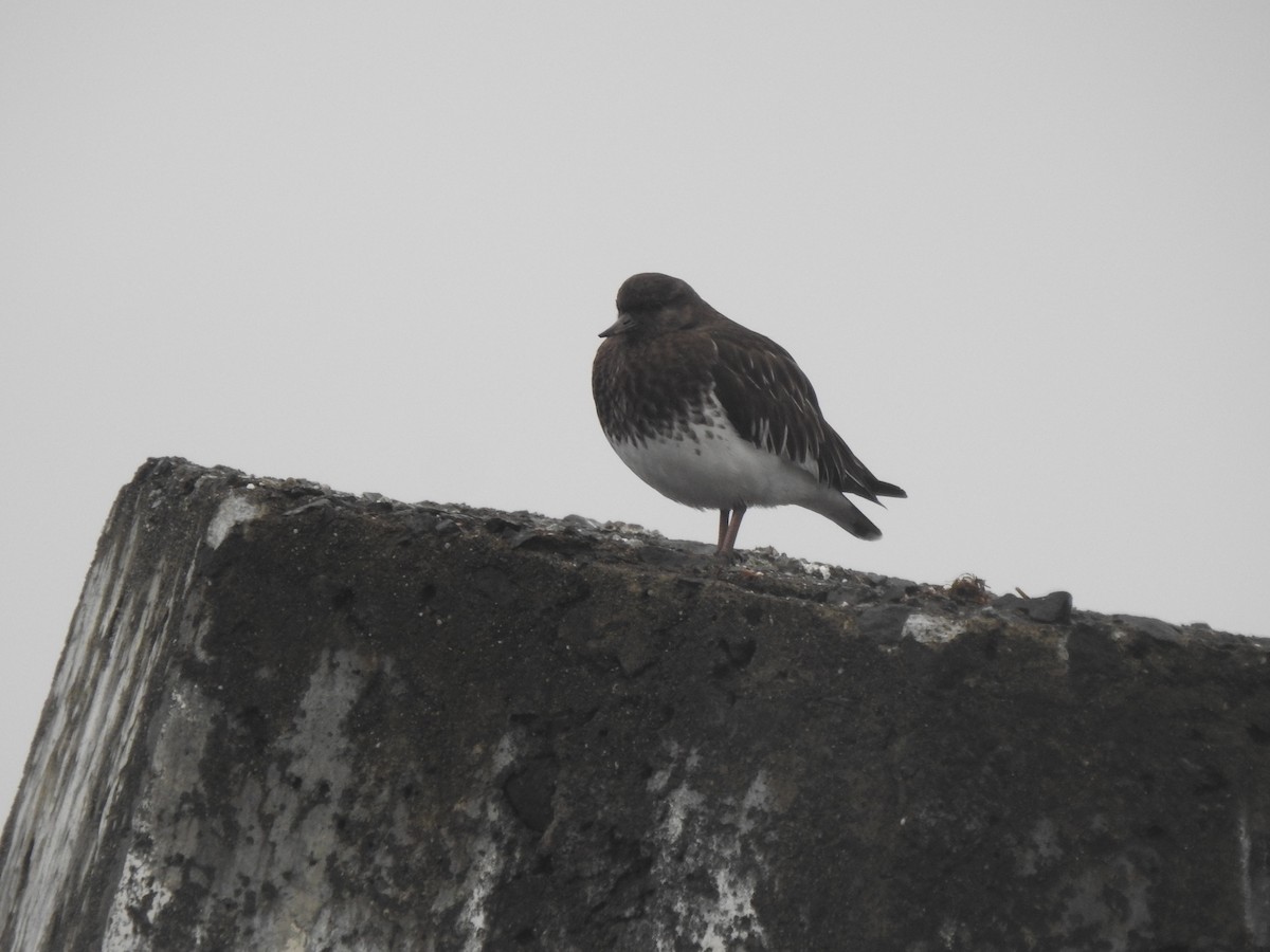 Чёрная камнешарка - ML646728404