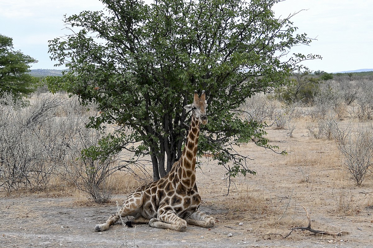 Angolan giraffe - ML646728405
