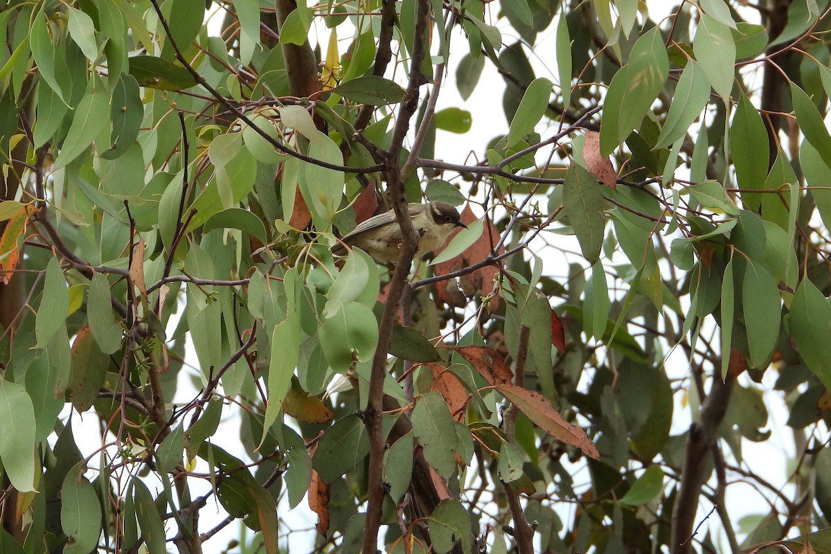 Méliphage à tête brune - ML646728406