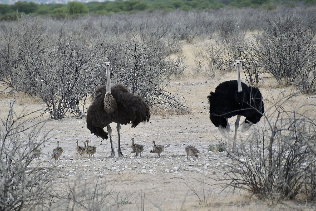 Devekuşu - ML646728407