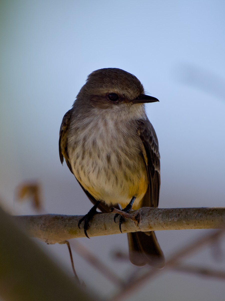 Mosquero Cardenal - ML646728408