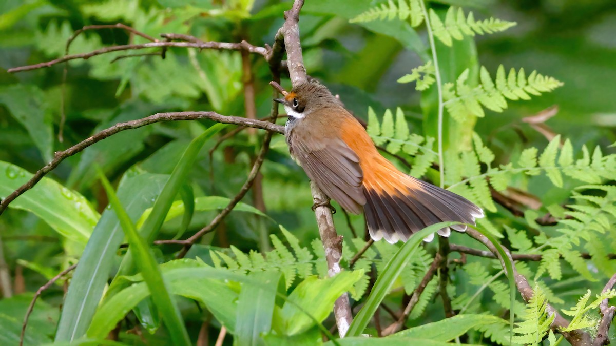 Australian Rufous Fantail - ML646728412