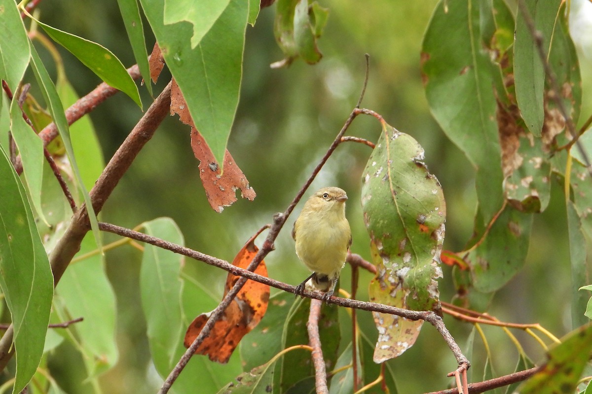 stumpnebb - ML646728414