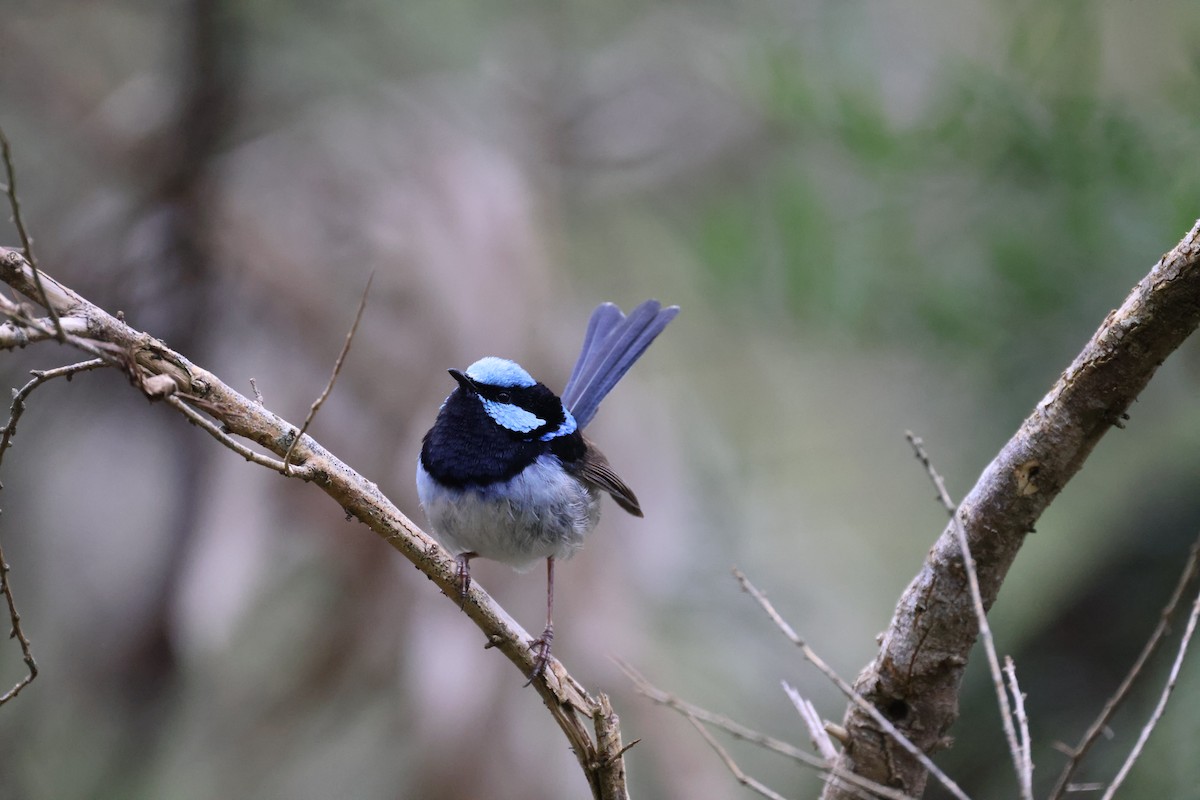 blåalvesmett - ML646728416