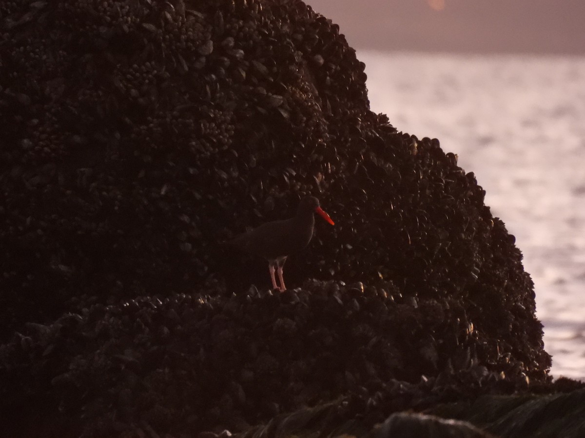 Black Oystercatcher - ML646728422