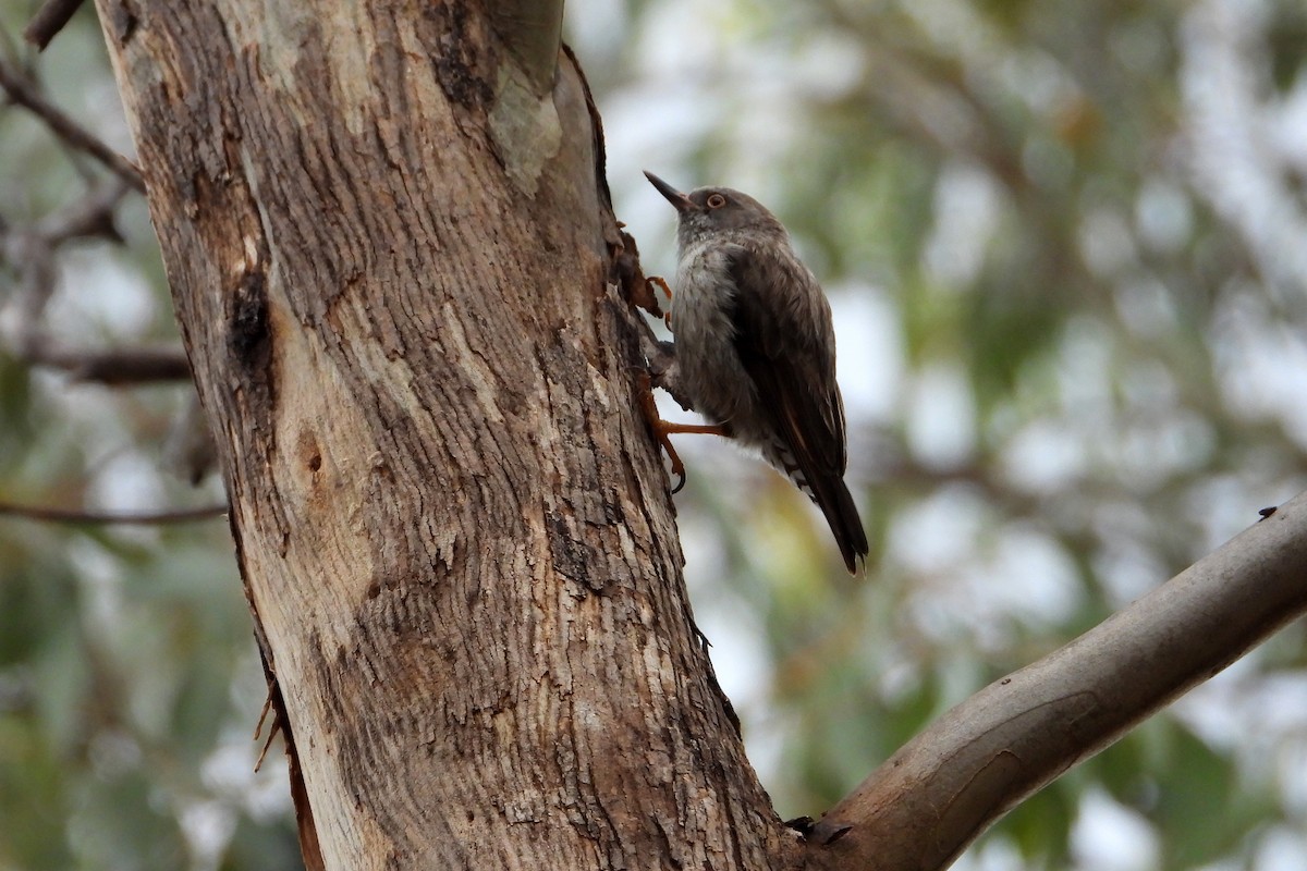 stripesittella - ML646728423