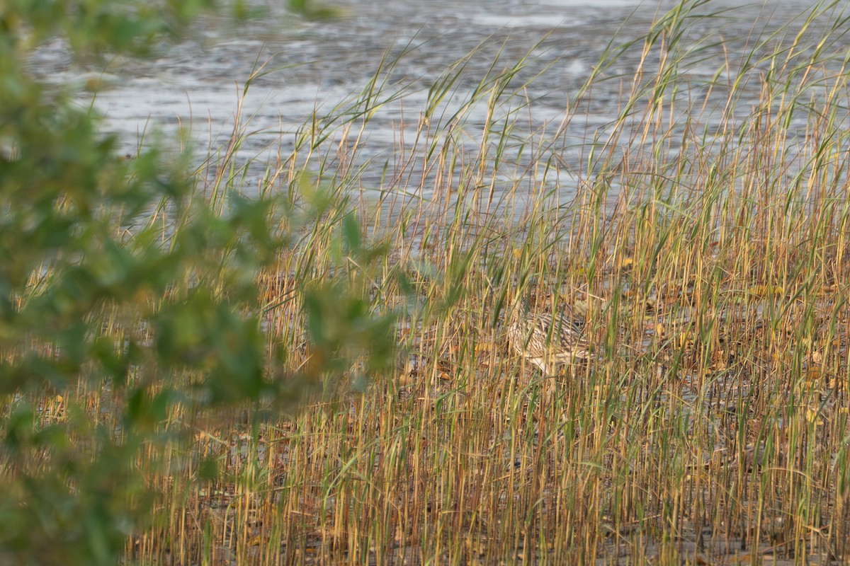 storspove - ML646728424