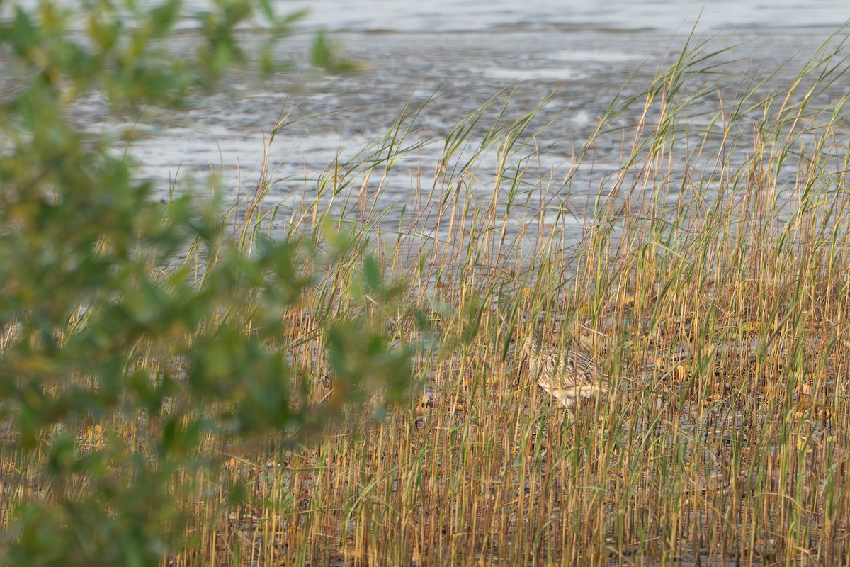 storspove - ML646728425