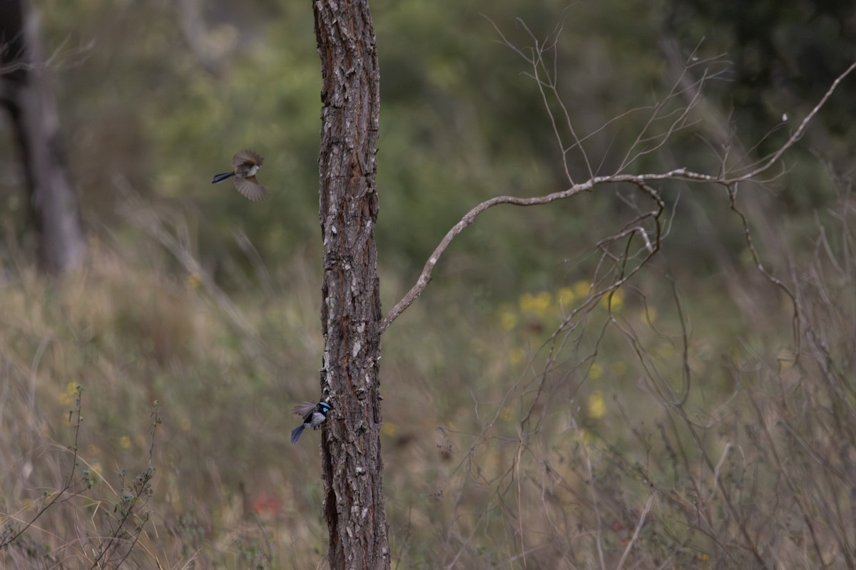 blåalvesmett - ML646728426