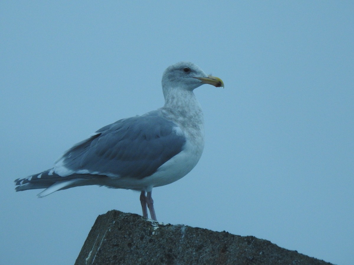 gråvingemåke - ML646728428