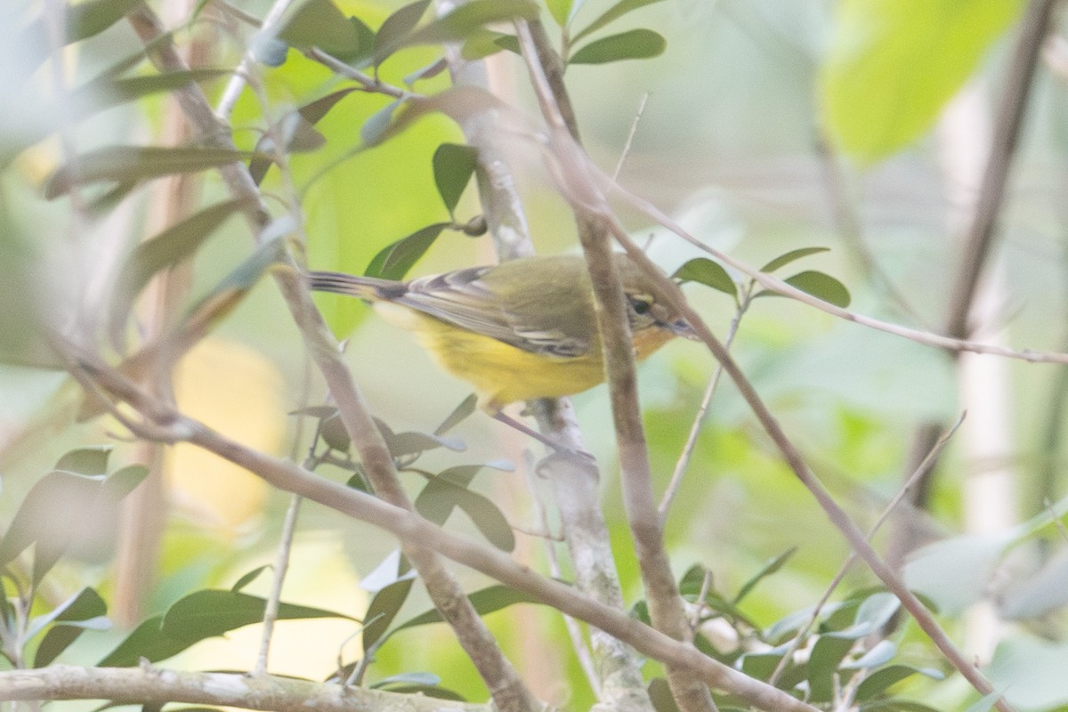 gultornsmett - ML646728429