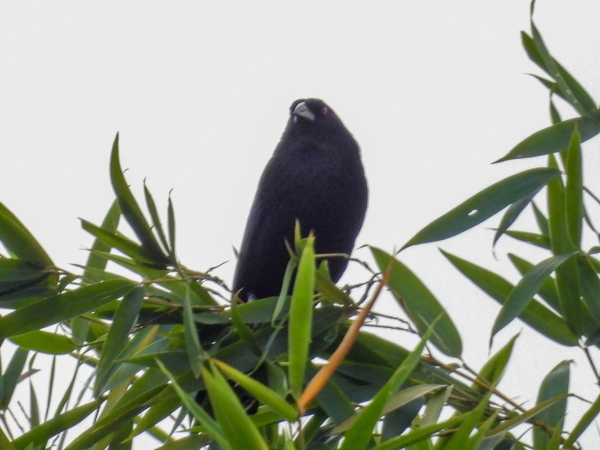 Вашер червоноокий - ML646728430