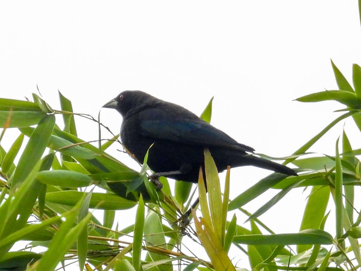 Вашер червоноокий - ML646728431