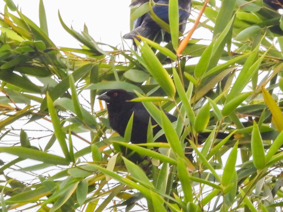 Вашер червоноокий - ML646728432