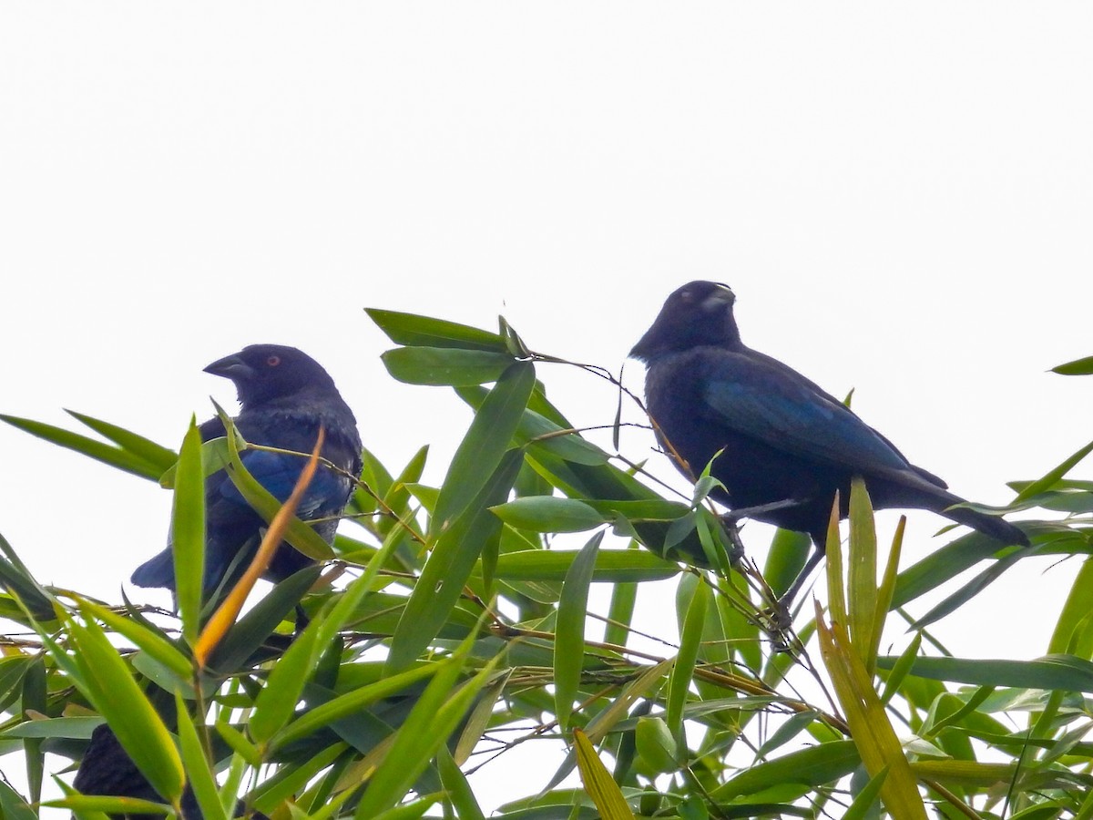 Вашер червоноокий - ML646728433