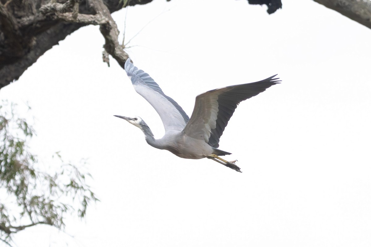 hvitmaskehegre - ML646728435