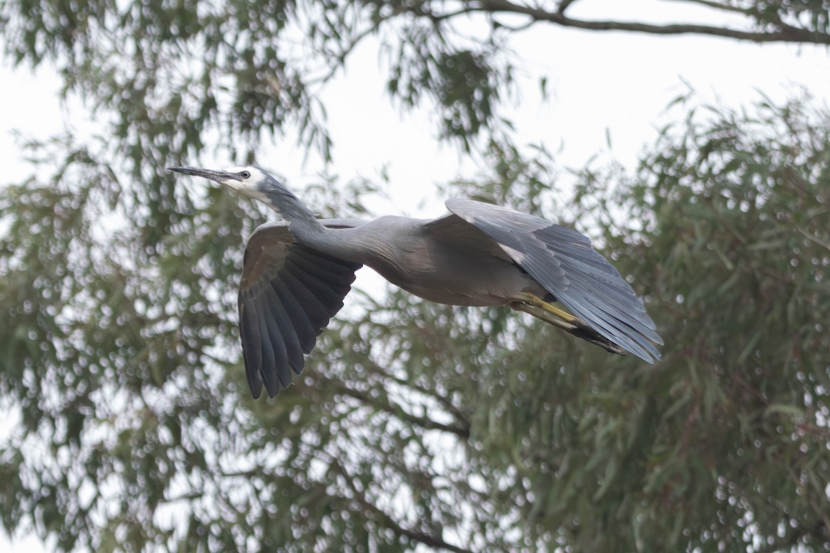 hvitmaskehegre - ML646728436