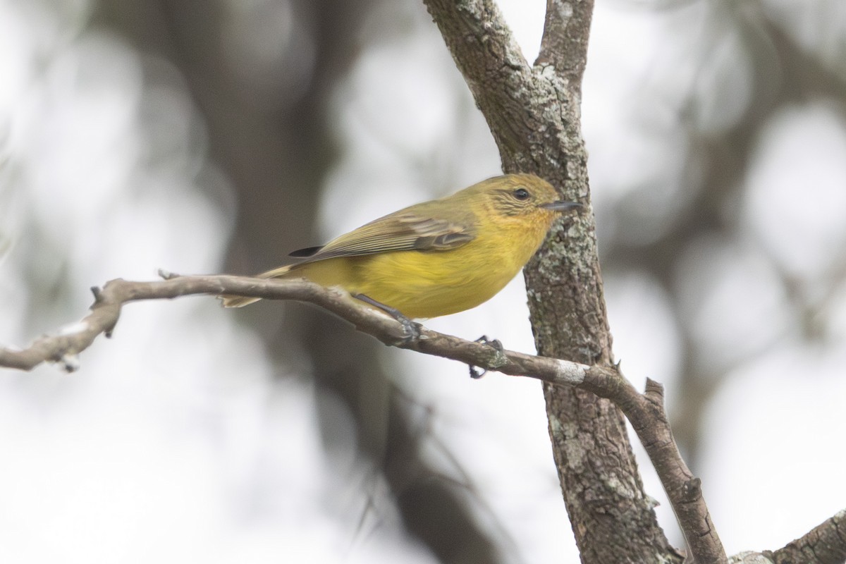 gultornsmett - ML646728438