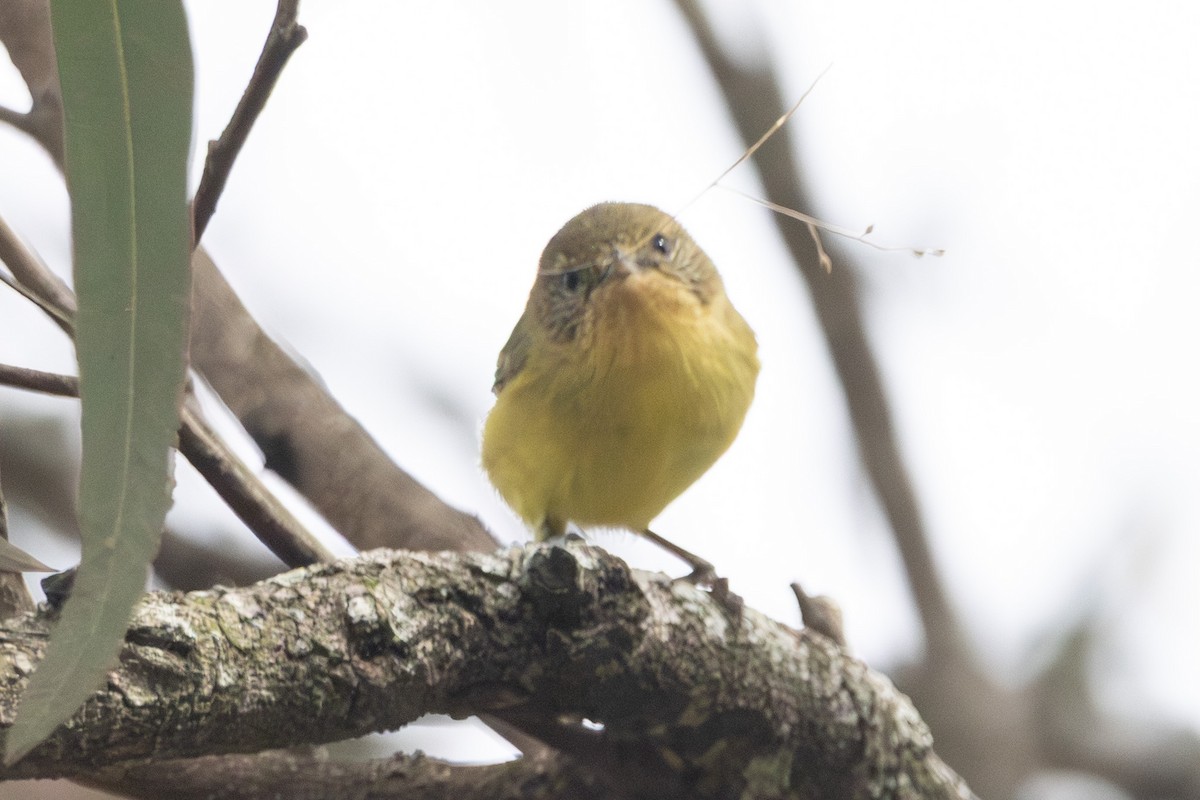 gultornsmett - ML646728441