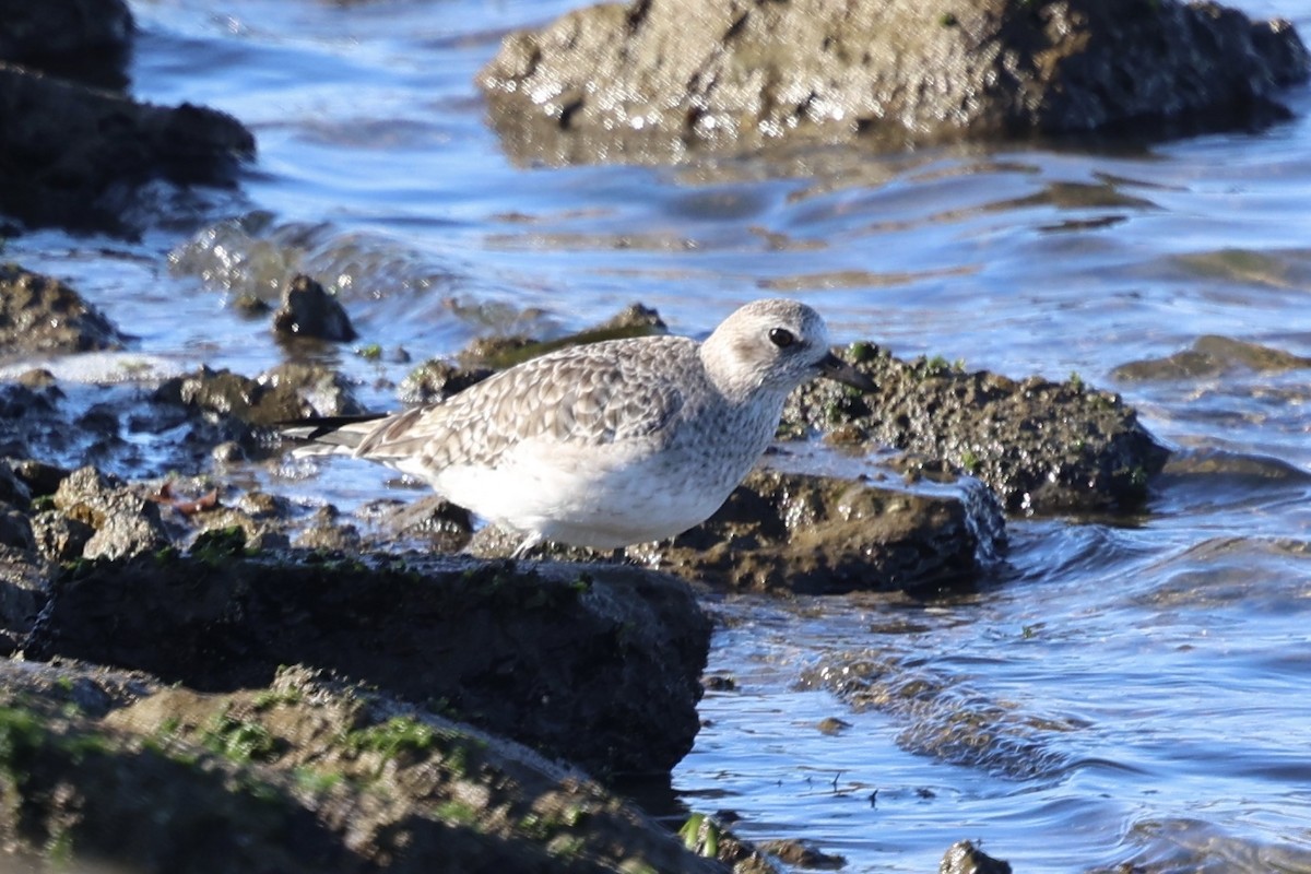 tundralo - ML646728442