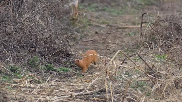 Siberian Weasel - ML646728443