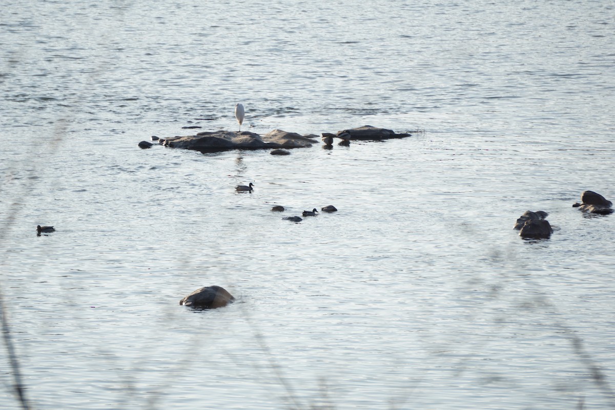 Great Egret - ML646728444