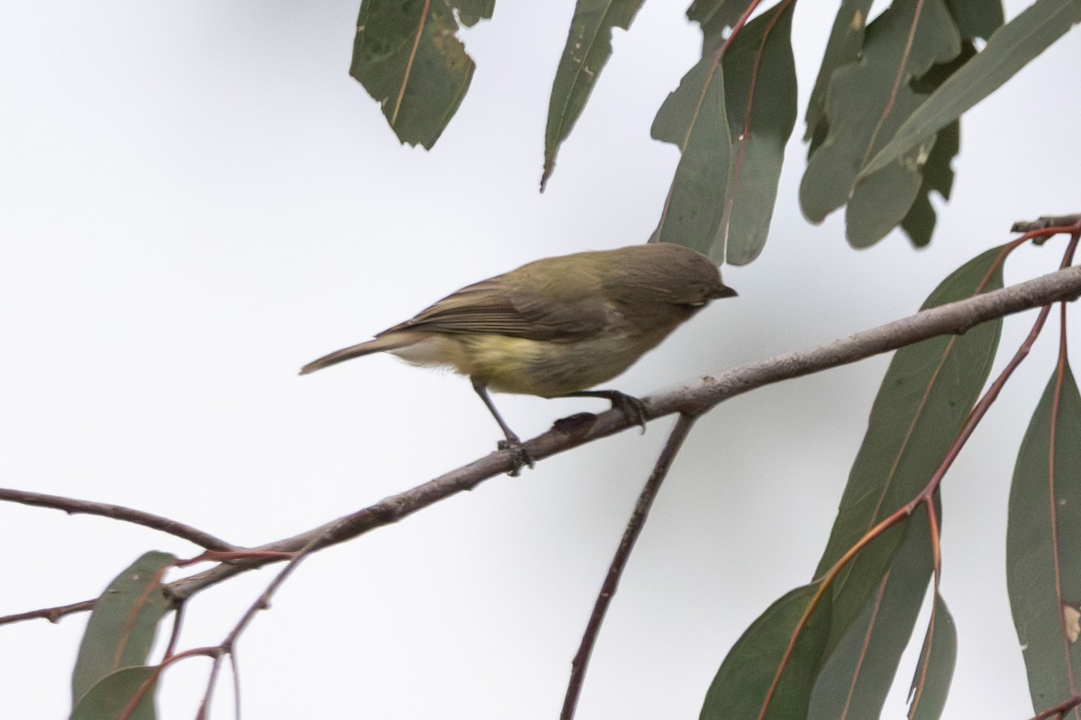 stumpnebb - ML646728445