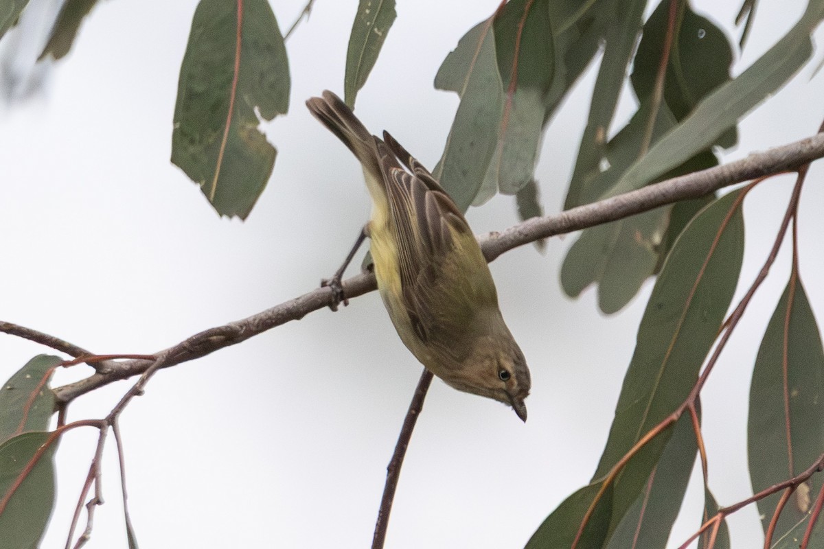 stumpnebb - ML646728446