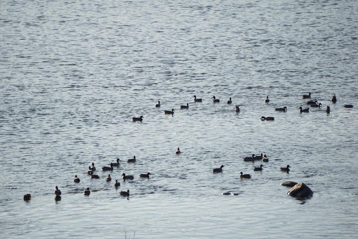 Black Scoter - ML646728448