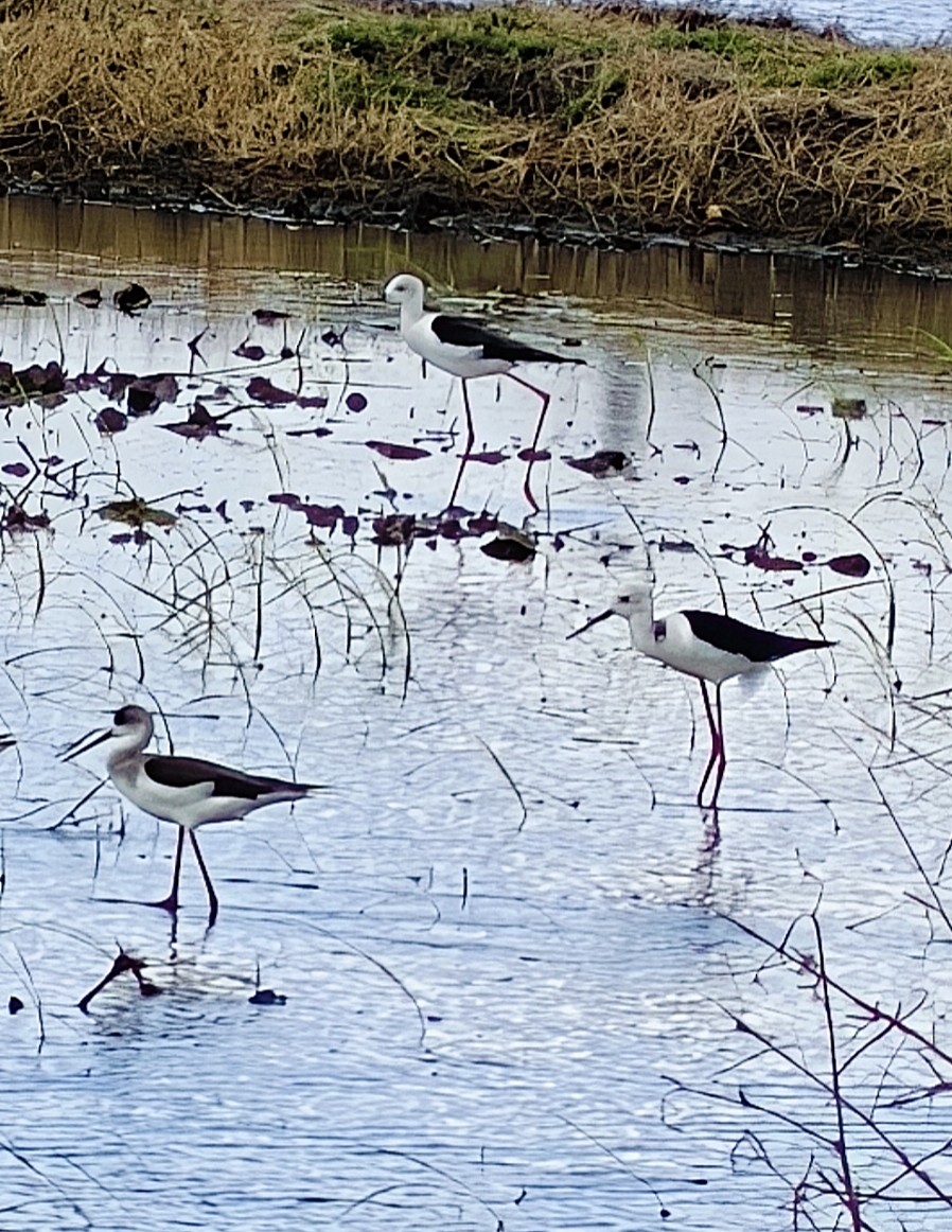 Zankaluze eurasiarra - ML646728449