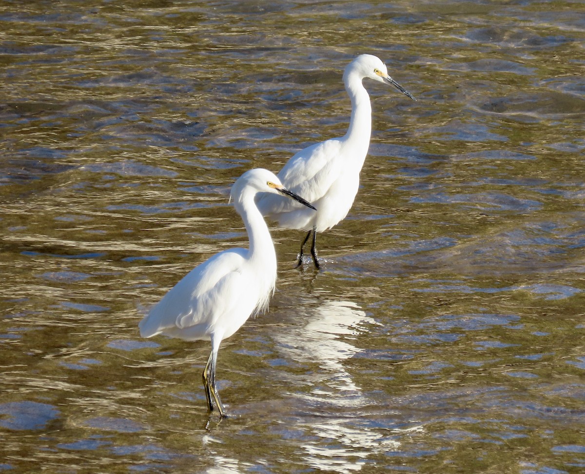 snøhegre - ML646728470