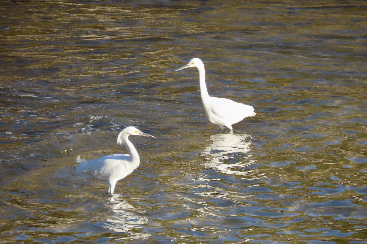 snøhegre - ML646728471