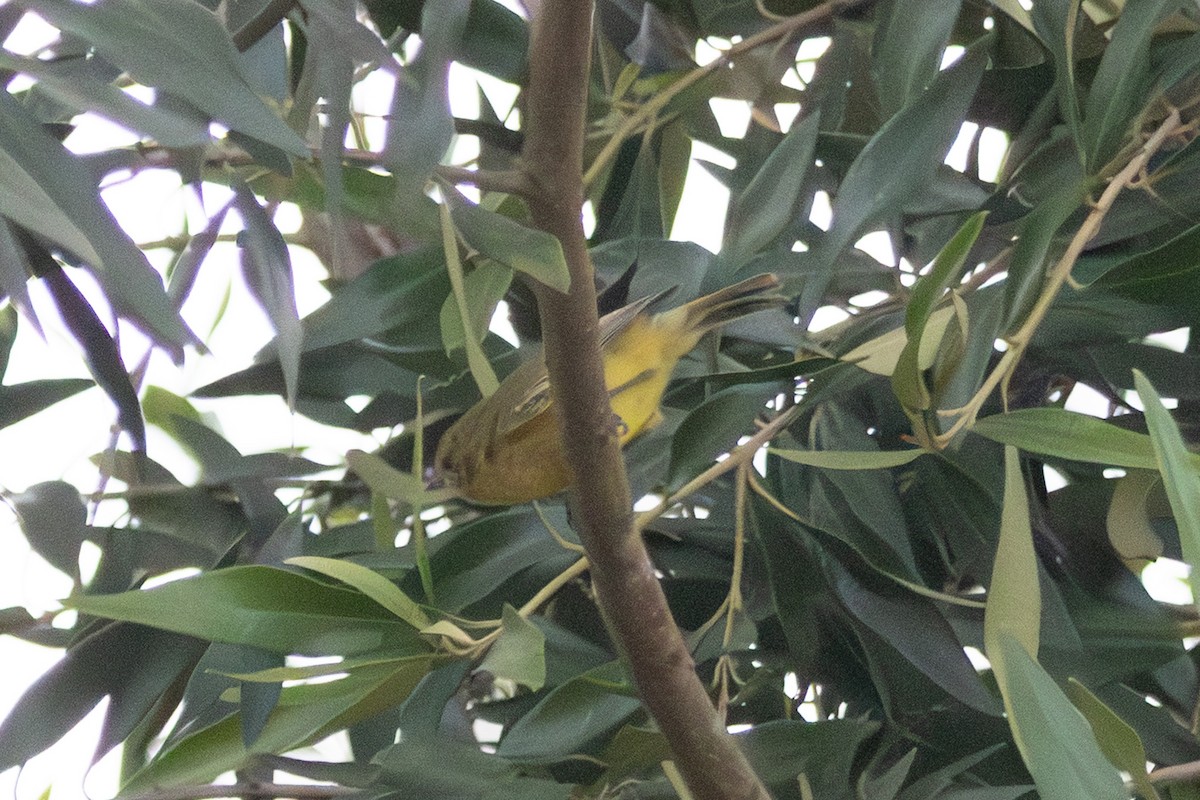 stumpnebb - ML646728472