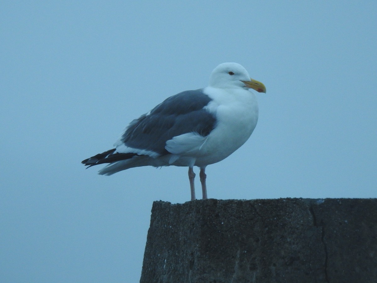 Мартин західний - ML646728474