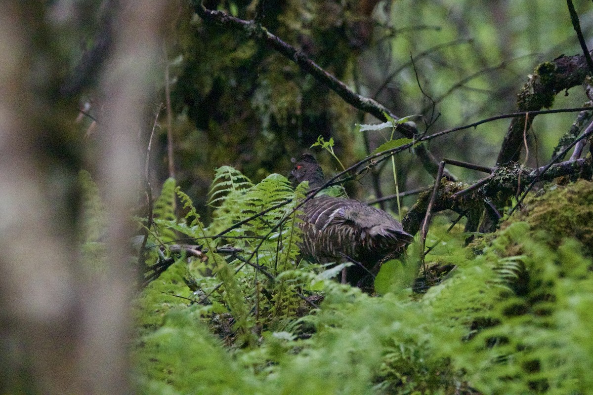 キジシャコ - ML646728476