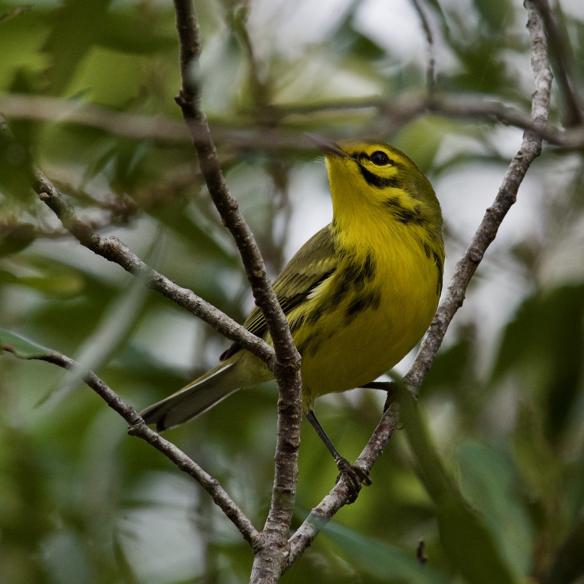 Rotmantel-Waldsänger - ML646728477