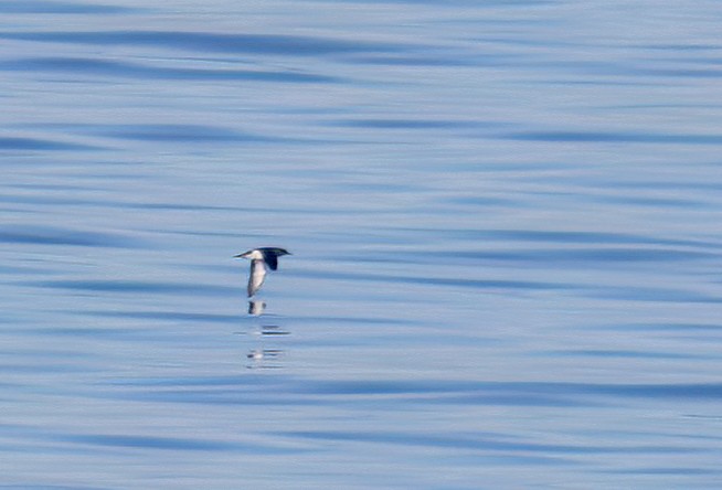 マンクスミズナギドリ - ML646728478