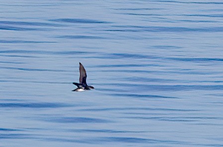 マンクスミズナギドリ - ML646728479