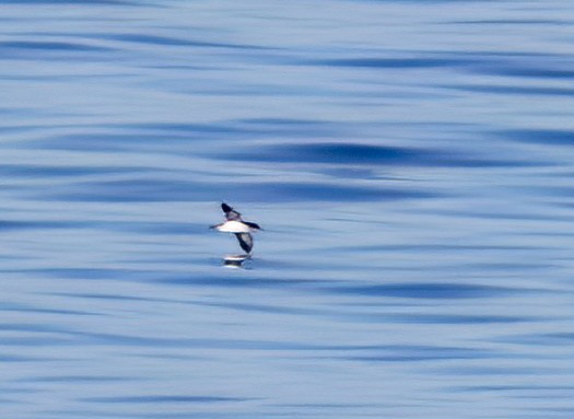 マンクスミズナギドリ - ML646728480