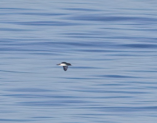 マンクスミズナギドリ - ML646728481