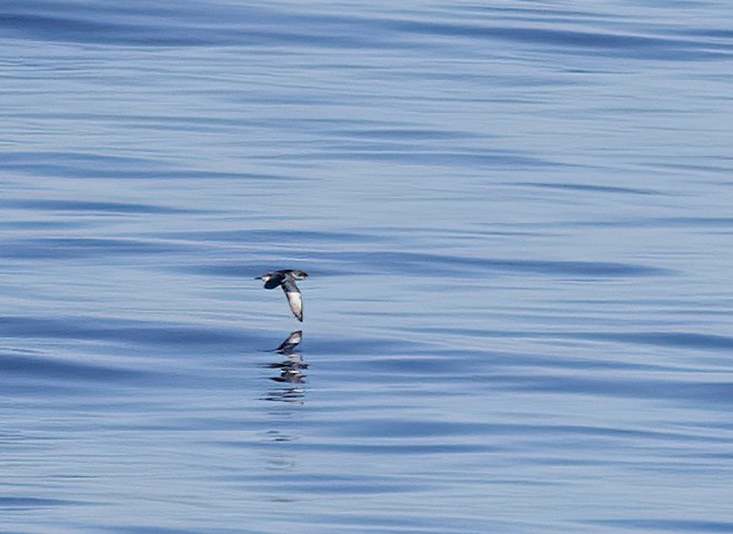 マンクスミズナギドリ - ML646728482