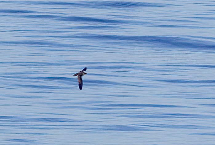 マンクスミズナギドリ - ML646728483