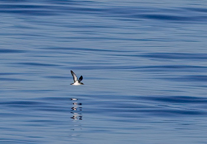 マンクスミズナギドリ - ML646728484