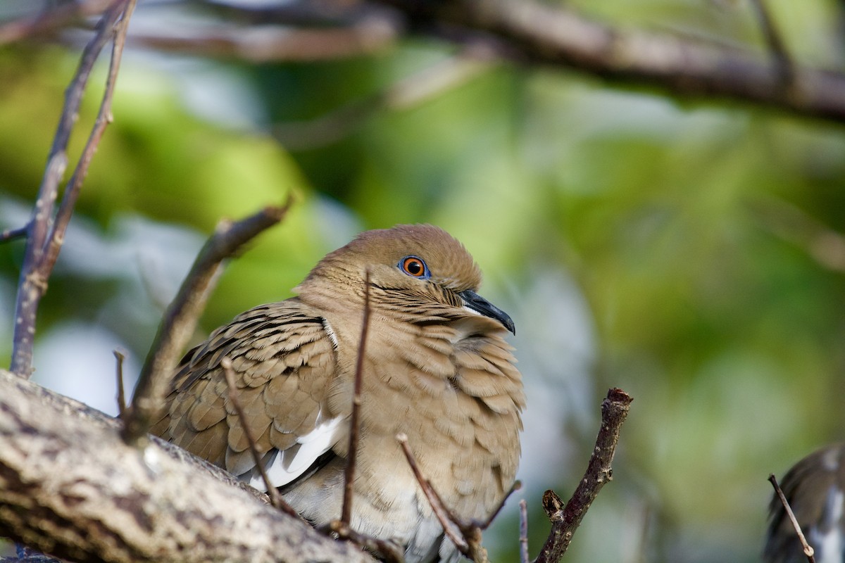 Weißflügeltaube - ML646728488